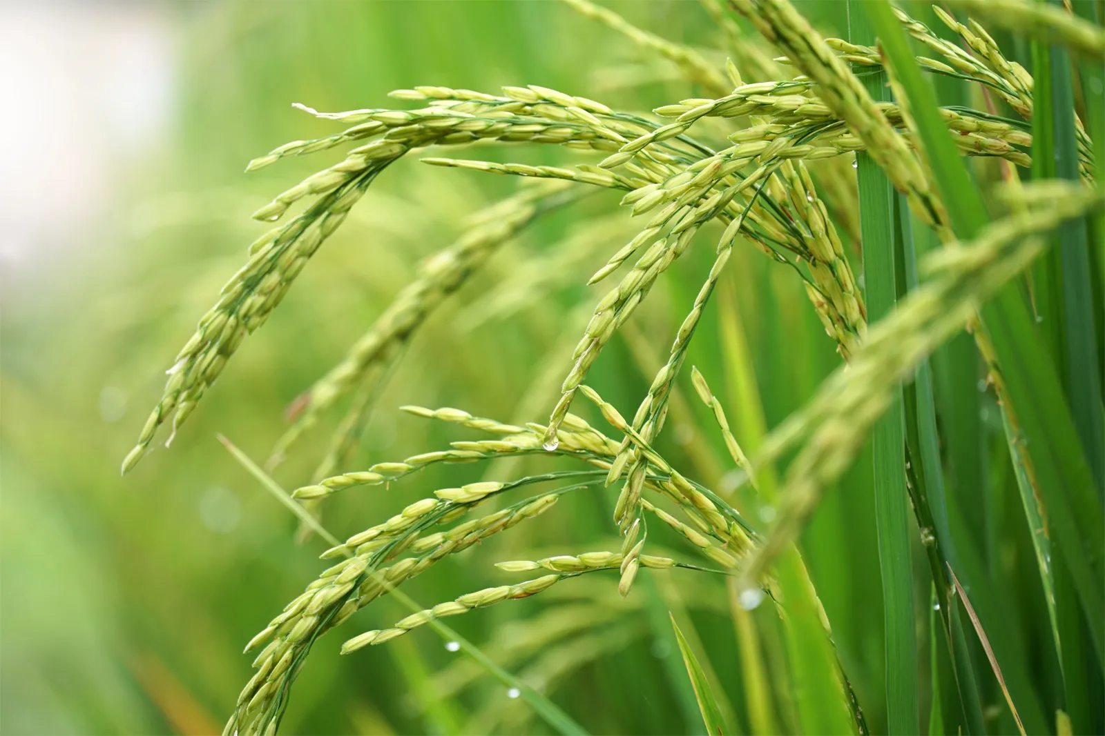 Ripening-heads-rice-Oryza-sativa